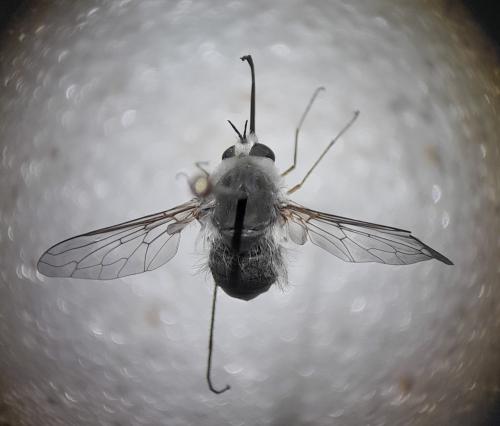 Bombylius niveus